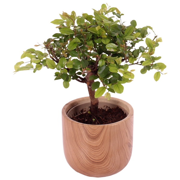 <h4>Bonsai Indoor Mix Ø 9cm Ball Shape in Ø11cm Ceramic NT565</h4>