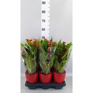 ANTHURIUM  'MILL FLOWERS RED'