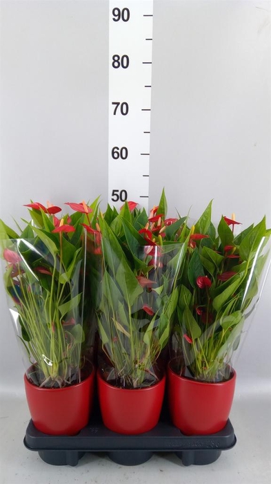 <h4>ANTHURIUM 'MILL FLOWERS RED'</h4>