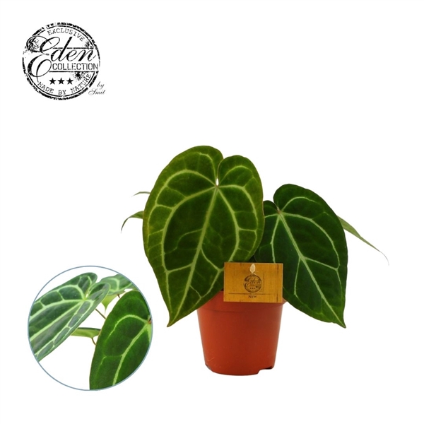 <h4>Anthurium Christalinum 12cm</h4>