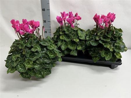 Cycl Gr Sup Xl Dark Pink