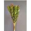 Leucadendron Nervosum