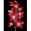 Cymbidium 12/15 Red Bl pst