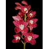 Cymbidium 8/11 Red Bl pst