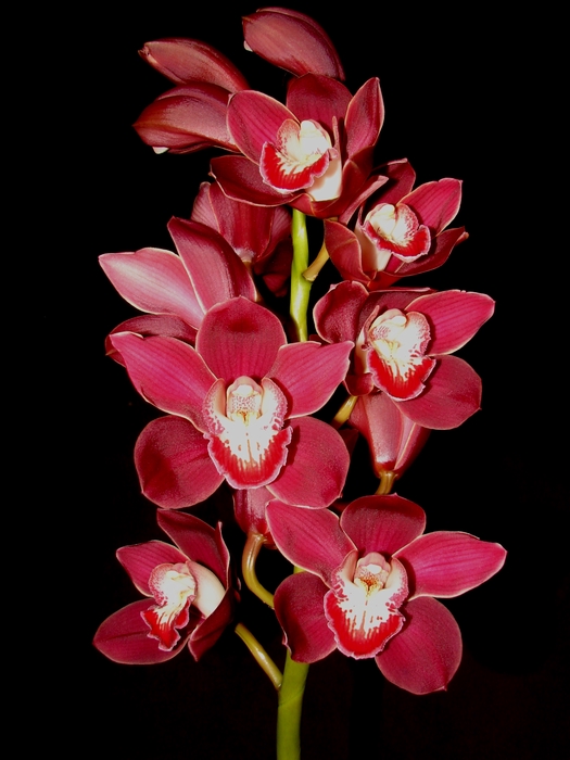 Cymbidium 8/11 Red Bl pst