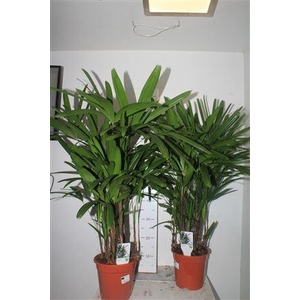 ** Rhapis Excelsa * Winterpromo **