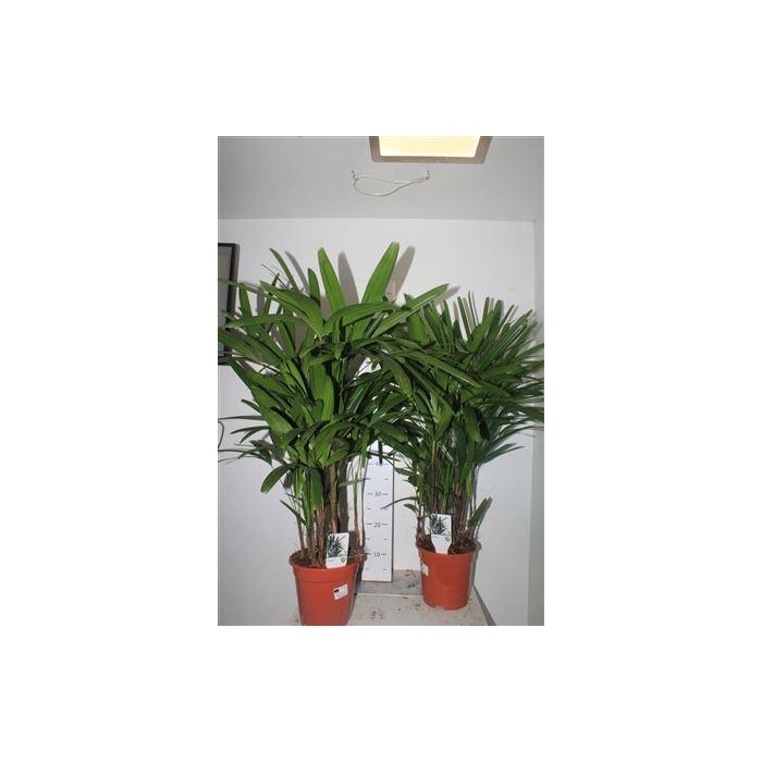 <h4>** Rhapis Excelsa * Winterpromo **</h4>