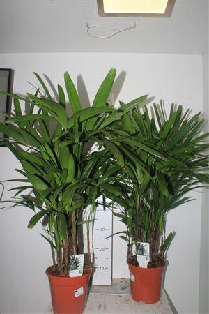 ** Rhapis Excelsa * Winterpromo **