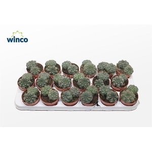 Gymnocalycium Baldianum (group)