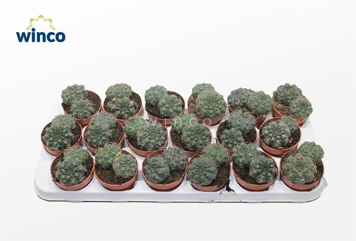 <h4>Gymnocalycium Baldianum (group)</h4>