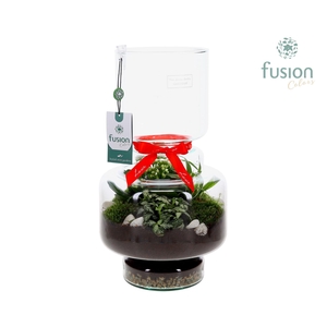 Green Bottle Lotte Large met Love arrangement