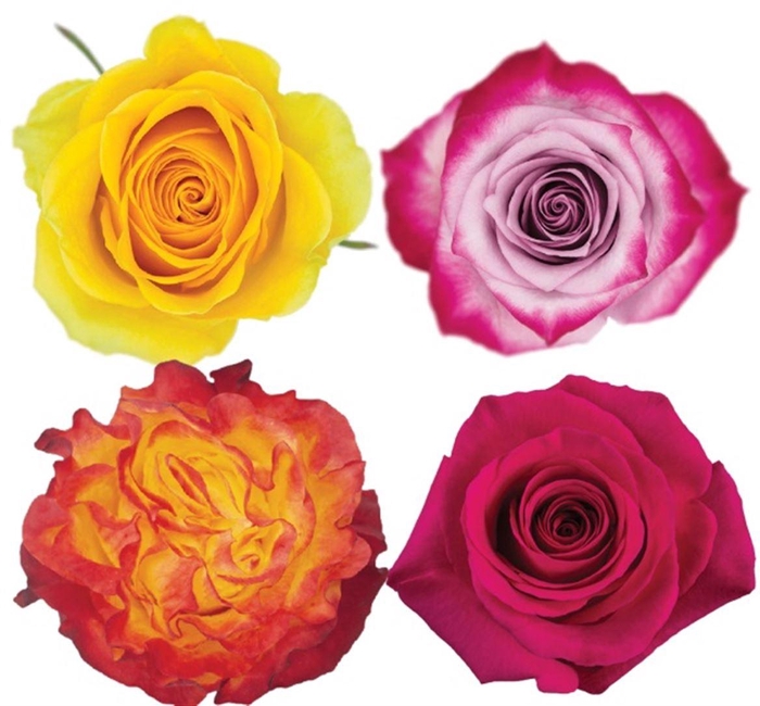 <h4>R Gr Mixbox Hot Mix</h4>