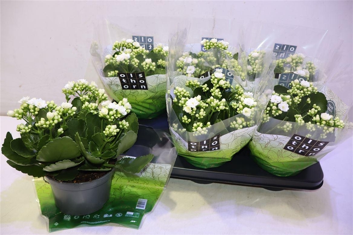 <h4>Kal Ge Whites White</h4>