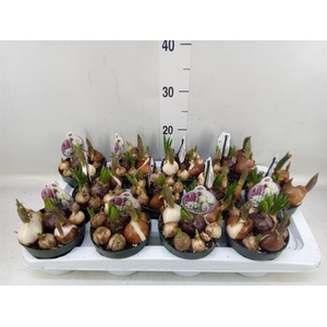 Bolbloemen   ...mix in pot