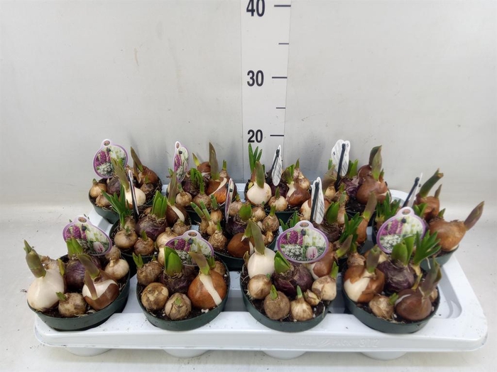 <h4>Bolbloemen ...mix in pot</h4>