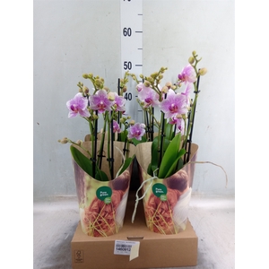 Phalaenopsis  'Ant Rotterdam'