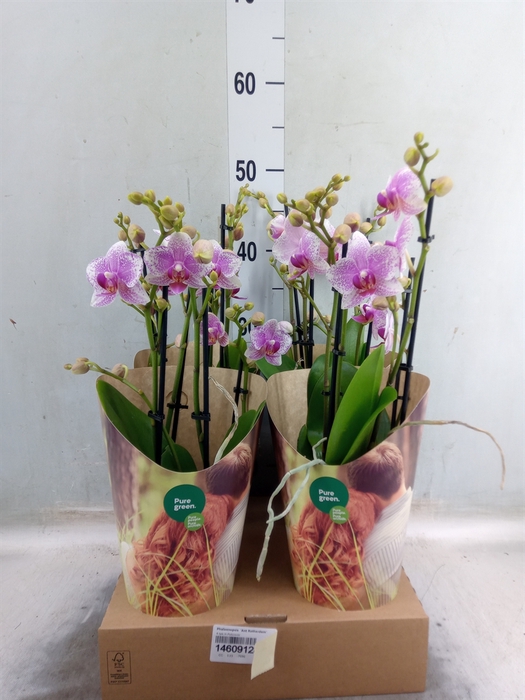 <h4>Phalaenopsis  'Ant Rotterdam'</h4>