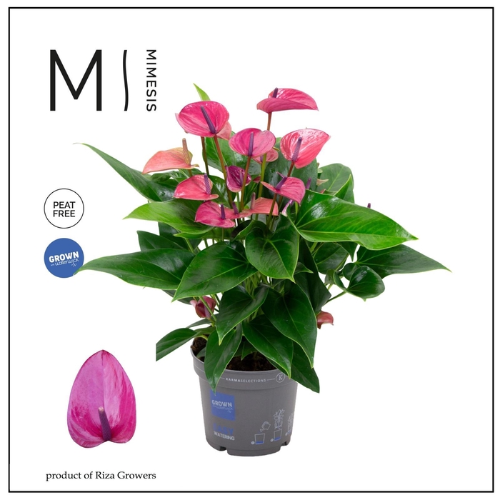 <h4>Mimesis Anthurium KARMA Purple - 17cm</h4>