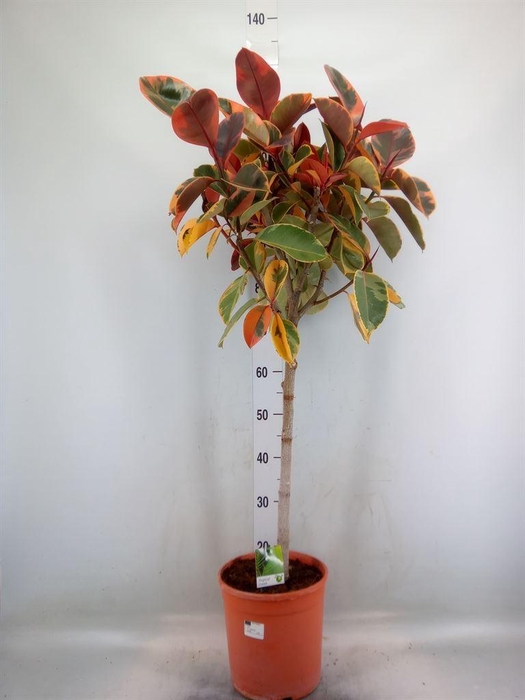 <h4>Ficus   ...</h4>