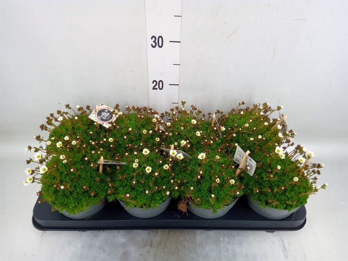 <h4>Saxifraga arend.</h4>