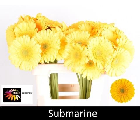 <h4>GE GR SUBMARINE</h4>