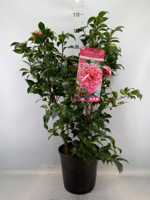 <h4>Camellia   ...</h4>