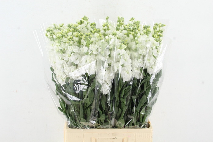 <h4>MATTH IRON WHITE</h4>