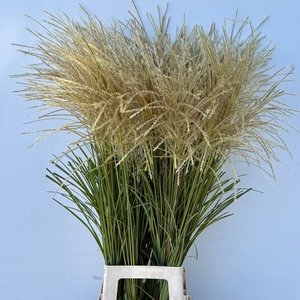 Misc Sinensis Wit 100 Cm