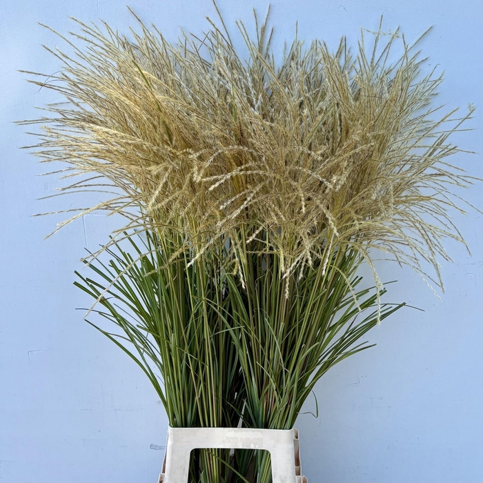 <h4>Miscanthus Sinensis White</h4>