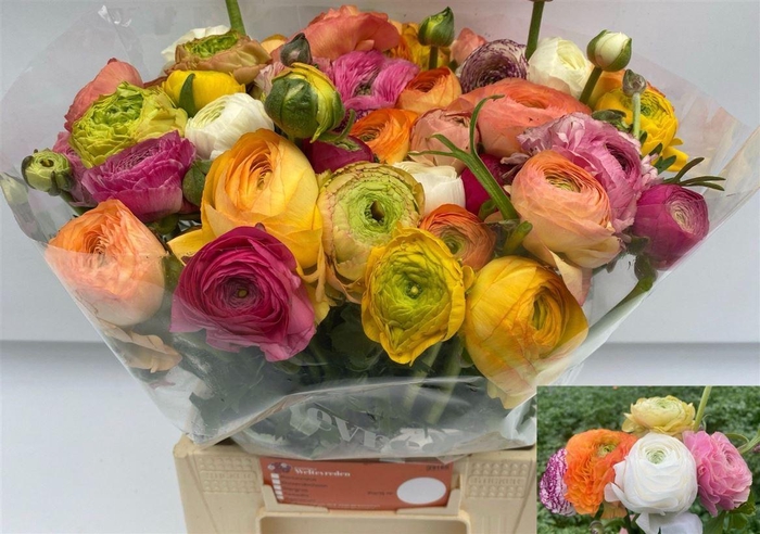 <h4>Ran Gem In Bos N L</h4>