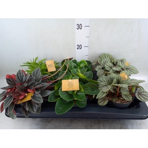 Peperomia   ...mix