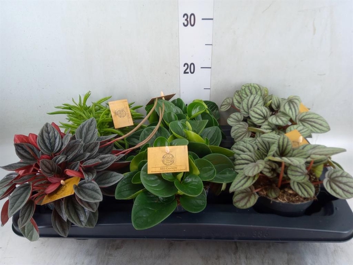 <h4>Peperomia   ...mix</h4>