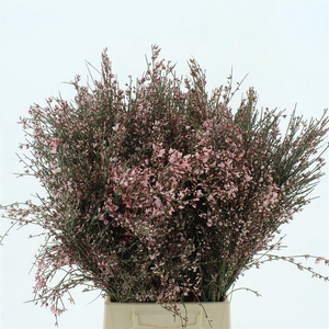 Ginster Rose P Bunch 400gram