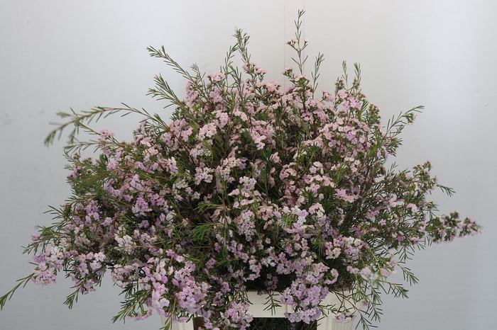 Chamelaucium Dancing Queen