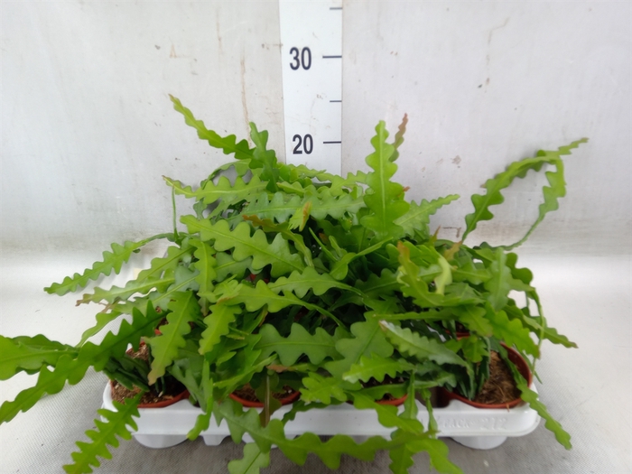 <h4>Epiphyllum anguliger</h4>
