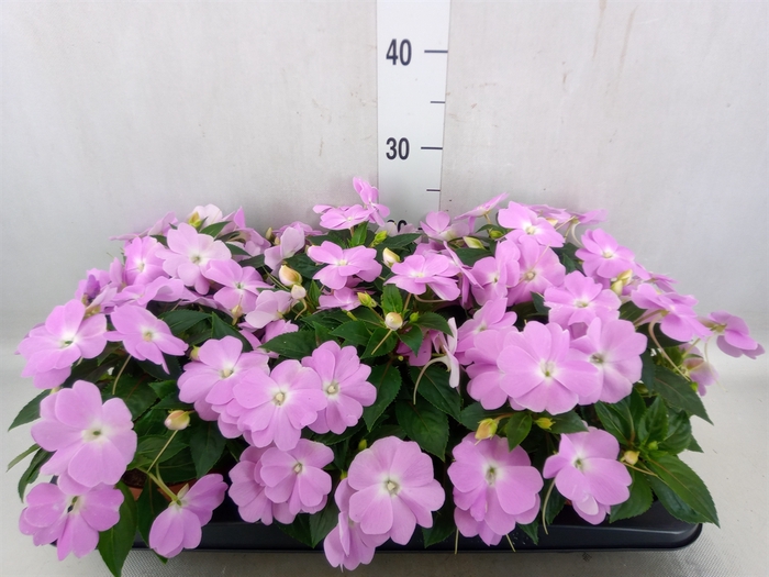 Impatiens NG 'Tamarinda Violet'