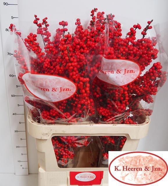 <h4>Ilex Ve Rode Bes</h4>