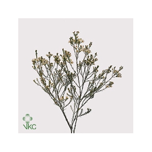 Chamelaucium Crystal Pearl