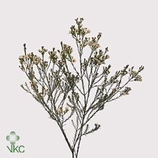 <h4>Chamelaucium Crystal Pearl</h4>