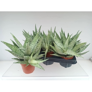 ALOE OV