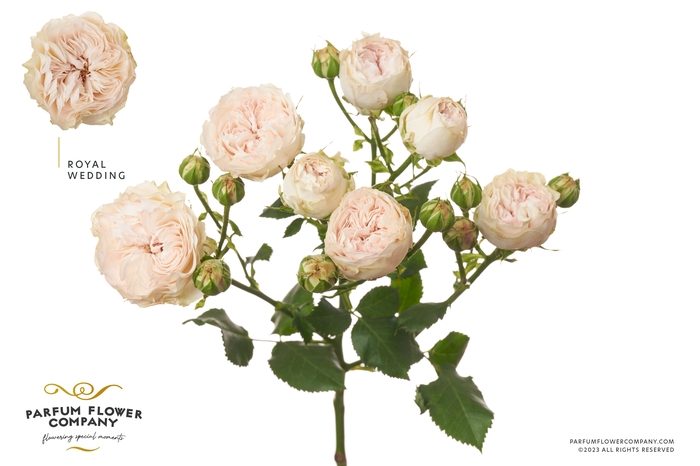 <h4>Rosa Spray Garden Royal Wedding</h4>