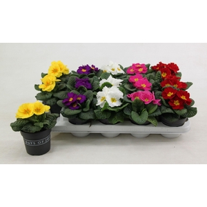 Primula acaulis mix 10,5 cm