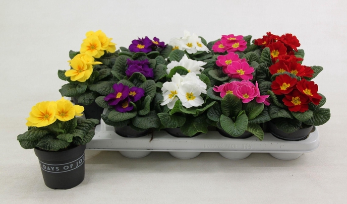 <h4>Primula acaulis mix 10,5 cm</h4>