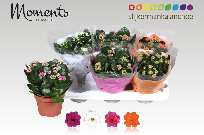 <h4>KAL GE GEM 4 KL</h4>