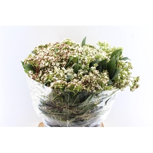 Viburnum Macro. Tinus 400 Gram