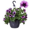 Hpot Petunia Mixlaag