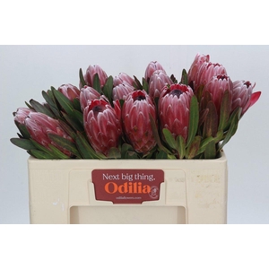 PROTEA PINK ICE