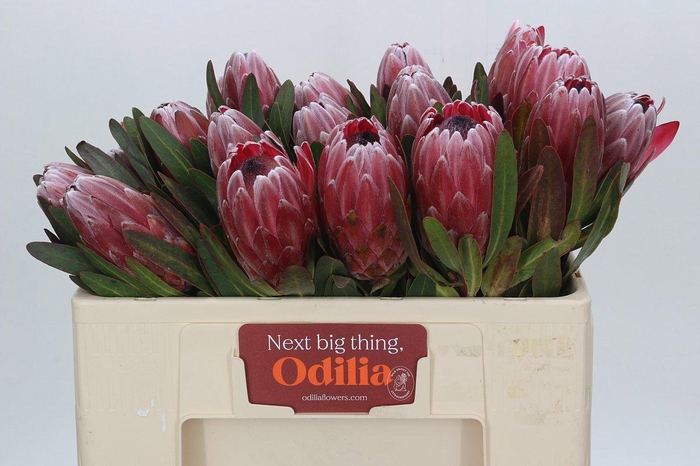 <h4>PROTEA PINK ICE</h4>