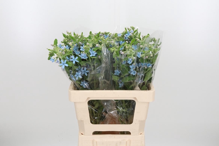 <h4>Oxypetalum Coeruleum</h4>