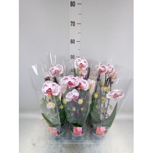 Phalaenopsis  'Elegant Cascade'